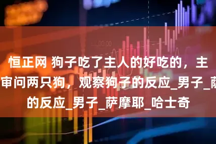 恒正网 狗子吃了主人的好吃的，主人拿着空袋子审问两只狗，观察狗子的反应_男子_萨摩耶_哈士奇